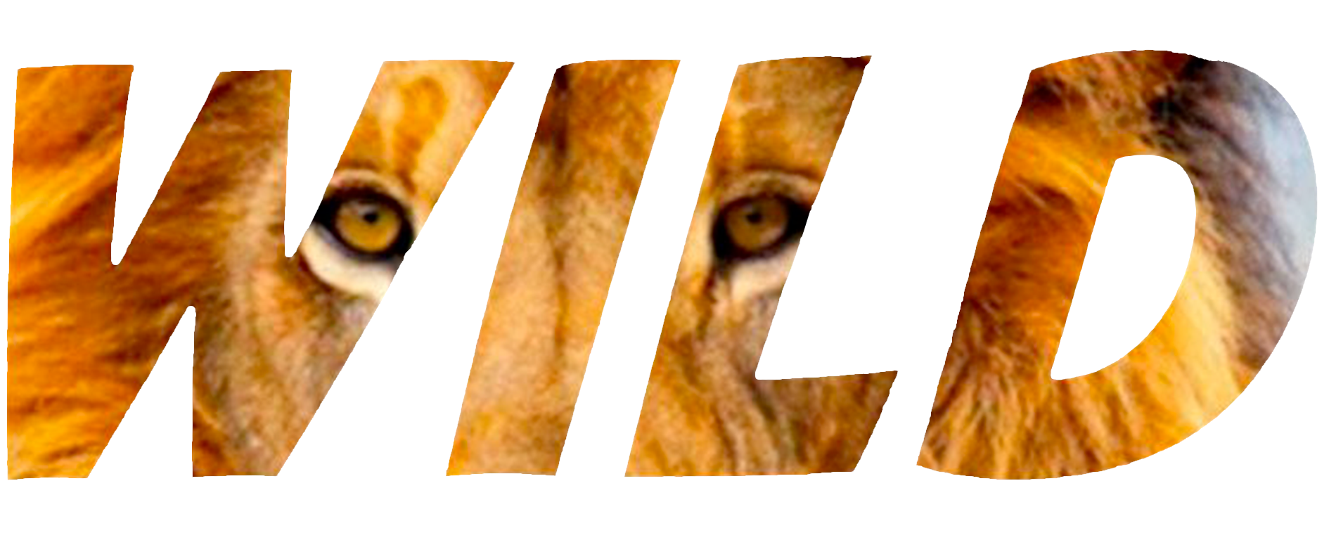 Wild - Pop Rock Covers